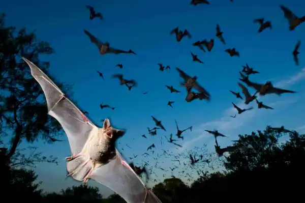 Residents in Shock as 200,000 Bats Take Over Community, Hold Everyone Hostage 